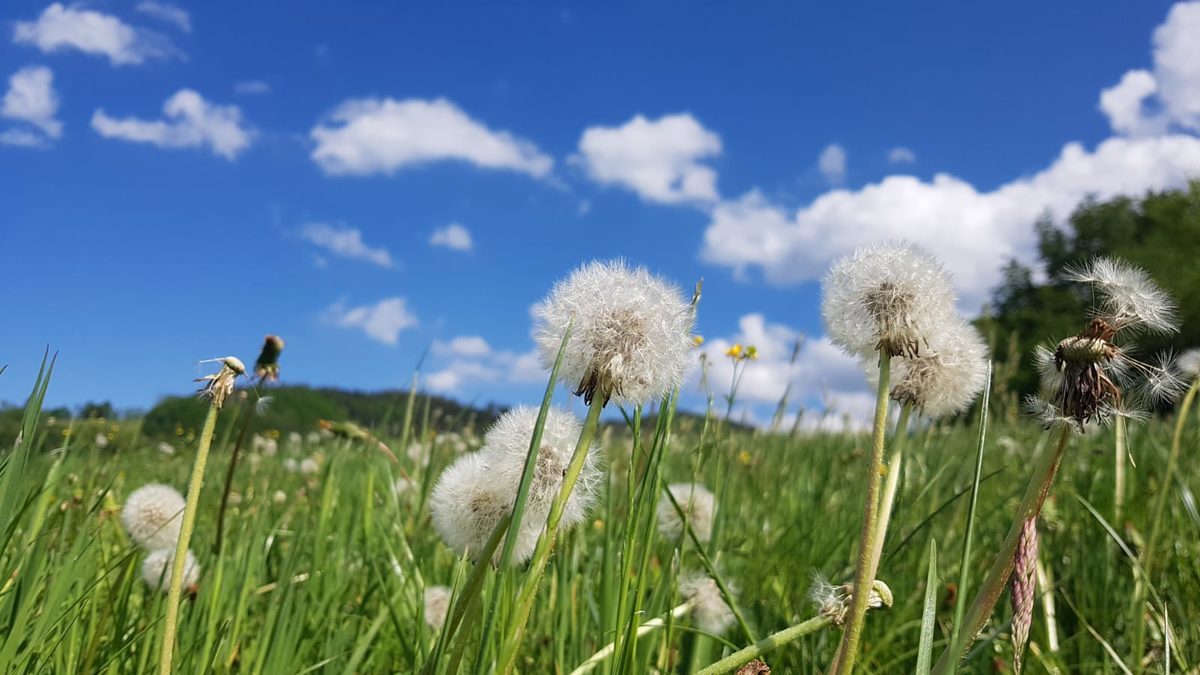 Oberried (Schwarzwald)