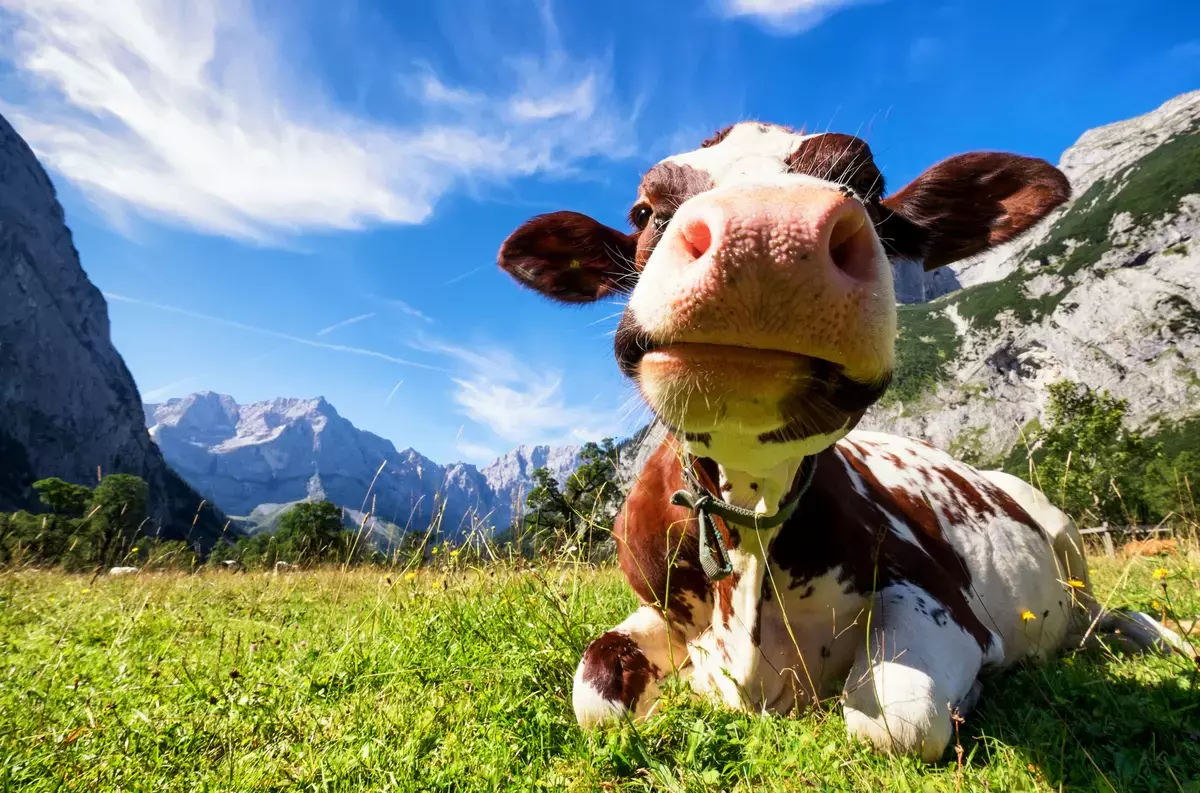 Kuh im Karwendel Gebirge in Österreich