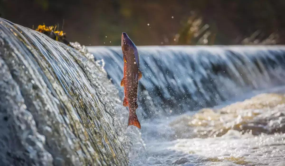 Springender Lachs in einem Fluß in Irland