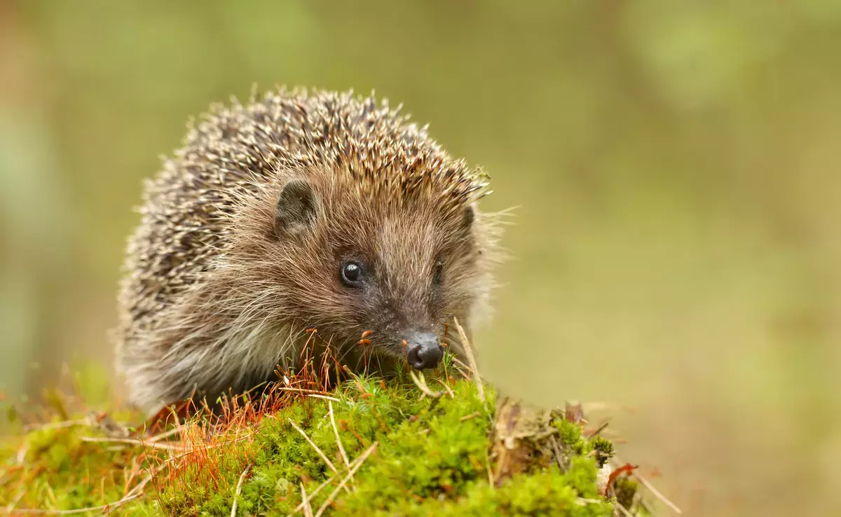 Igel im Garten