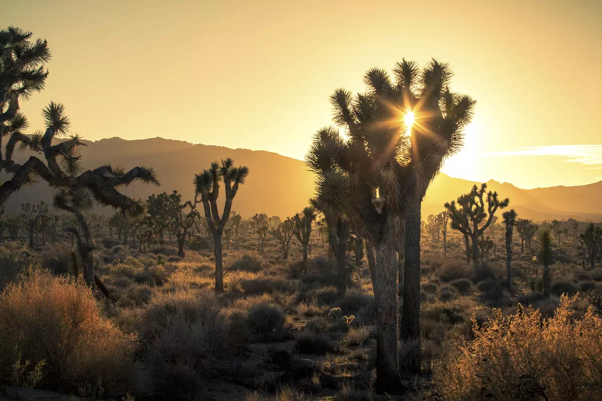 Mojave Wüste (Kalifornien)